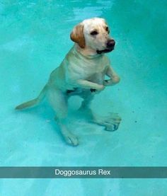 a dog is sitting in the water with his paws on its back and legs up