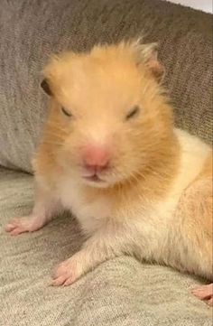 a brown and white hamster sitting on top of a couch