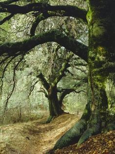 an old tree in the middle of a dirt road