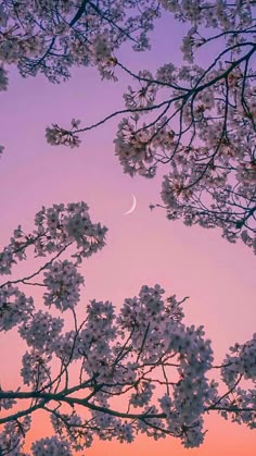 the moon is seen through cherry blossom trees at sunset in this photo taken from below