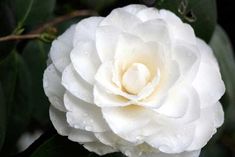 a white flower with water droplets on it