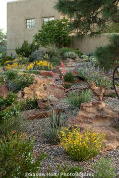 an outdoor garden with rocks and plants