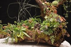 an arrangement of plants and moss on a table top with a black backgroud