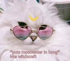 a white cat wearing heart shaped sunglasses with the caption put's moonwater in bong me witchcraft