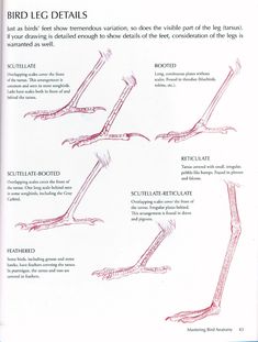 the diagram shows different types of bird legs