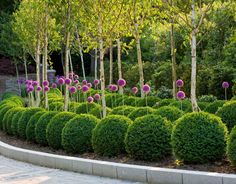 a garden with lots of purple flowers in the middle of it and some trees around