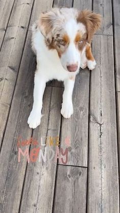 a brown and white dog sitting on top of a wooden floor