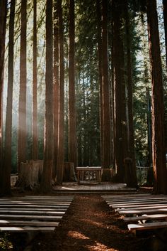 the sun shines through the tall trees near benches and picnic tables in a forest