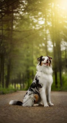 a dog that is sitting down on the ground with trees in the backgroud