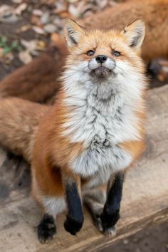 a red fox sitting on top of a wooden log