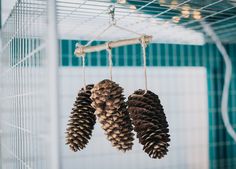 three pine cones hanging from a bird cage