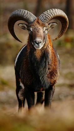 a ram with large horns standing in the grass