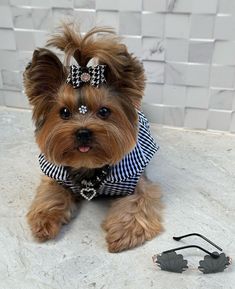 a small brown dog wearing a black and white shirt next to sunglasses on the ground