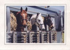 three horses are standing in the back of a trailer