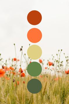 a field full of tall grass with flowers in the background and an array of circles hanging from them