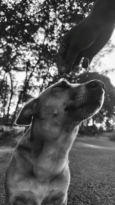 a black and white photo of a dog being petted by someone's hand