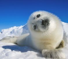 a baby seal is laying in the snow