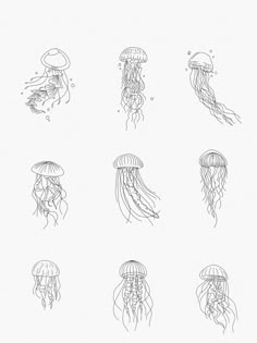 six different types of jellyfish are shown in black and white, each with their own outline