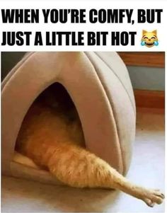 an orange cat laying in its bed with the caption when you're comfy, but just a little bit hot