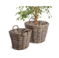 two wicker baskets holding a small tree