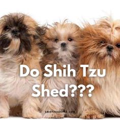 three small dogs sitting next to each other with the words do shih tzu shed?