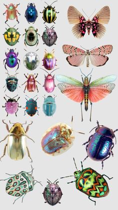 many different colored bugs and insects on a white background