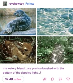 Different Animals, Dappled Light, Pretty Animals, Silly Animals, Cute Little Animals, Animal Memes, Cute Funny Animals, Cuteness Overload