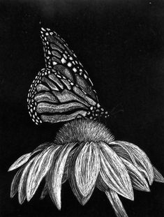 a black and white drawing of a butterfly on a flower