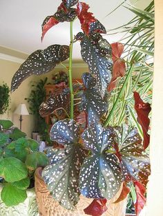 a potted plant sitting on top of a table next to other plants and foliage