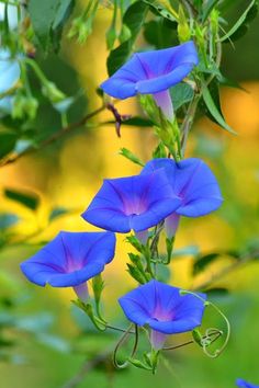 Blue Flower Art, Blue Morning Glory, Morning Glory Flowers, Garden Vines, Beautiful Flowers Photography, Beautiful Flowers Photos, Foto Art, Beautiful Rose Flowers, Beautiful Flowers Pictures