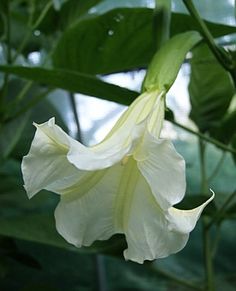 a white flower with green leaves in the background