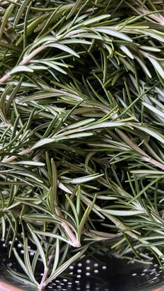 closeup of rosemary plants in a colander