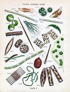 an illustration of different types of plants and their leaves, from the early 20th century