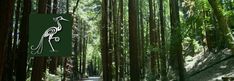 a bird is standing in the middle of a forest with tall trees and green foliage