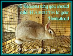 a rabbit in a cage with the words, no reason why you should add rabbits to your home