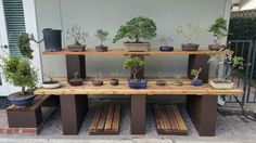 several potted plants are sitting on wooden benches