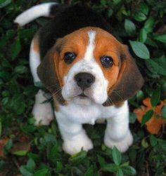 a brown and white dog standing on top of grass next to green leaves in front of it