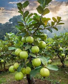 a tree filled with lots of green fruit on top of a lush green field under a cloudy sky