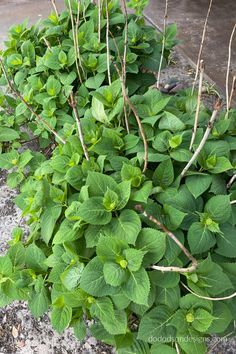 some green plants growing out of the ground