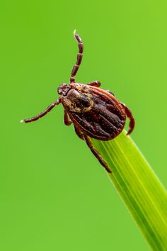 How To Keep Ticks Out Of A Yard - 3 Natural Solutions To Kill Ticks! Get Rid Of Ticks, Natural Insecticide, All Natural Cleaners, Tick Repellent, Natural Pesticides, Kill Mosquitos, Japanese Beetles, Garden Insects, Garden Pest Control