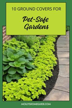 a garden with green plants and the words 10 ground covers for pet - safe gardens