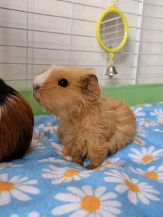 two small brown and white hamsters sitting on a blue flowered blanket in a cage