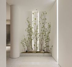 a white room with plants and rocks in it