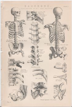 an old medical illustration shows the back and neck muscles