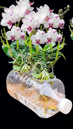 white orchids are in a clear vase with water and green leaves on the bottom