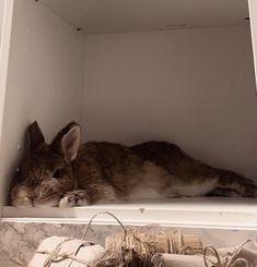 a cat that is laying down in a shelf