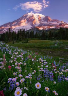 a mountain covered in snow and surrounded by wildflowers