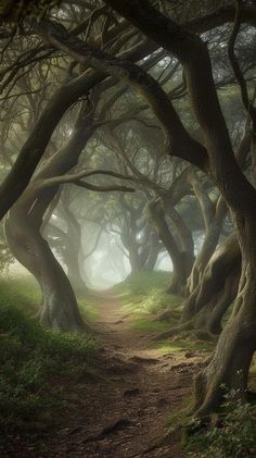 StockCake A serene, ethereal woodland path cloaked in mist, with gnarled trees arching over a narrow trail. Forest Path Photography, Forest Trees Aesthetic, Magical Dark Forest, Misty Forest Painting, Fantastic Scenery, Path In The Woods, Gnarled Tree, Forest Images, Woodland Path