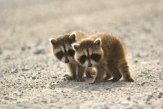 two baby raccoons are standing in the dirt