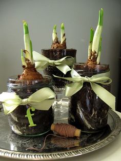 four jars with plants growing out of them